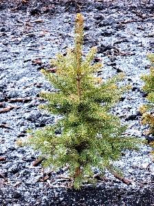 Blue   White Spruce, Green Ash, Villosa Lilac, Manitoba Maple