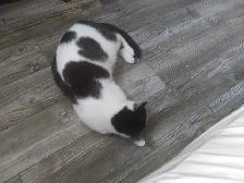 free cat