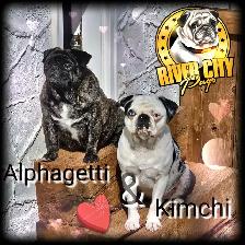 Upcoming Litter Of Unique Pugs