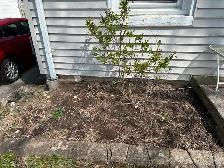 looking for gardener/landscaper