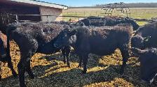 holstein/black angus
