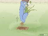Pulling weeds from my yard - $30/hr Cash