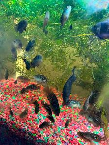Blue Jack Dempsey