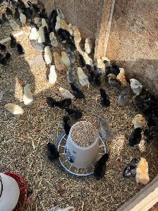 Baby chicks for sale