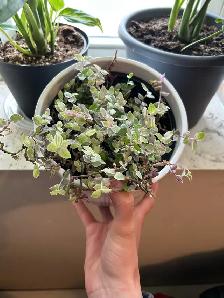 traveling dude in ceramic pot