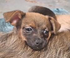Pomchi puppies
