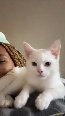 WHITE BRITISH SHORTHAIR KITTEN