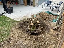 Stump Removal