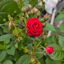 We're Hiring a Subcontractor Gardener!