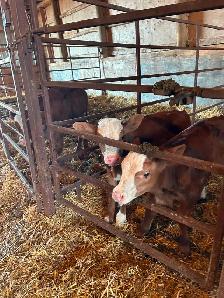 Simmental calves