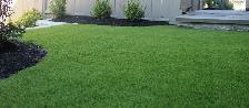GCL KENTUCKY BLUEGRASS #1 QUALITY!