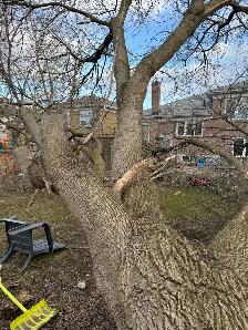 arborist experienced tree workers hiring 30-40hr cash