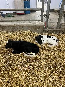 Full time dairy employee