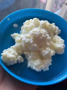 Milk kefir grains - Probiotic