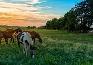 ISO ACREAGE RENTAL NEAR CALGARY