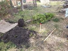 Tree planting/Landscaping/Digging/General Labor