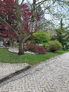 yard cleanup