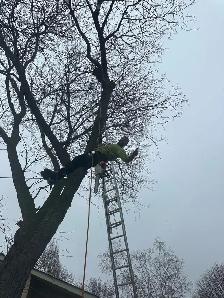 Tree Climbers and Groundsmen Needed