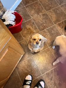 Dog daycare and overnight stay