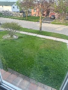 Grass Cutting needed TONIGHT please!