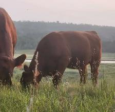Farm Help Wanted