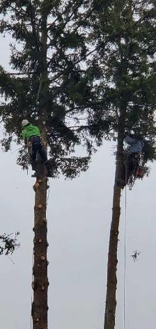 arborist offering weekend services