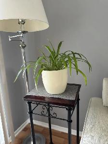 Plante araignée
