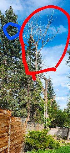 Looking for a experience tree climber to help me remove 1 the tr