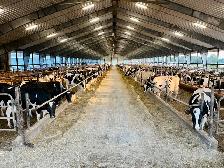 Dairy Farm Staff Member
