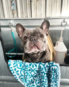 Dog Bather or Dog Groomer