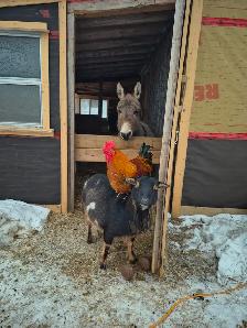 (Hobby) Farm Hand Needed
