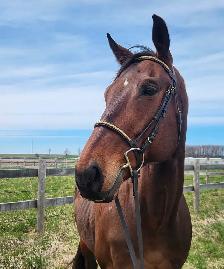 Equestrian Farm ISO full time help