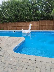 Decks and Fence Services NOT HIRING
