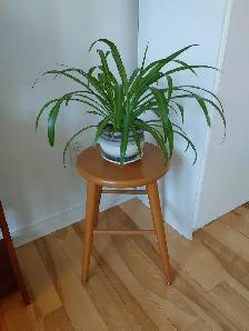 Tabouret en bois massif / support pour plante