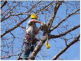 Cash job $25.00/hr helping with tree work and sod
