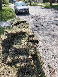Free fresh sod