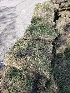 free sod