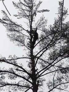 Job Opportunity-groundmen arborist-tree work
