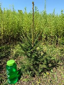 Tree Planters Needed $25/hr Cash