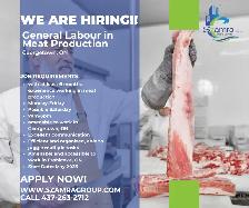 General Labour (Meat Production industry)