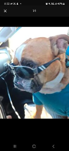 Dog Trainer and Walker  Services