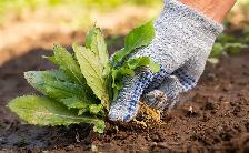 Weed pulling/planting flowers