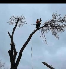 tree removal and pruning