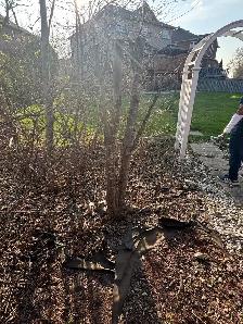 Graden cleaning. Side walk backyard clean all  cleaning work
