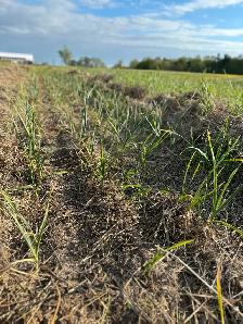Farm Help