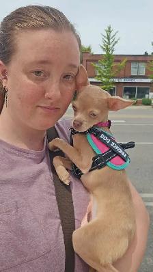 Dog walking/Sitting Service