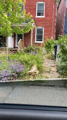 Basement Apartment near Main Station $1.050