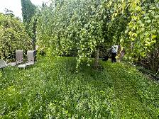 Lawn care and service