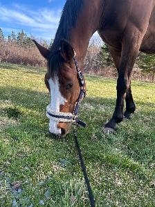 Stable Hand