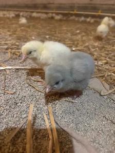 chicken barn manager